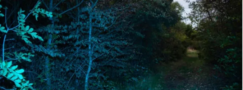 Image Credit: Sebastian Farron-Mahon