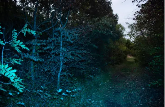 Image Credit: Sebastian Farron-Mahon