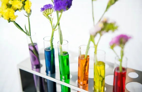 Flowers grow in test tubes filled with various colours of water
