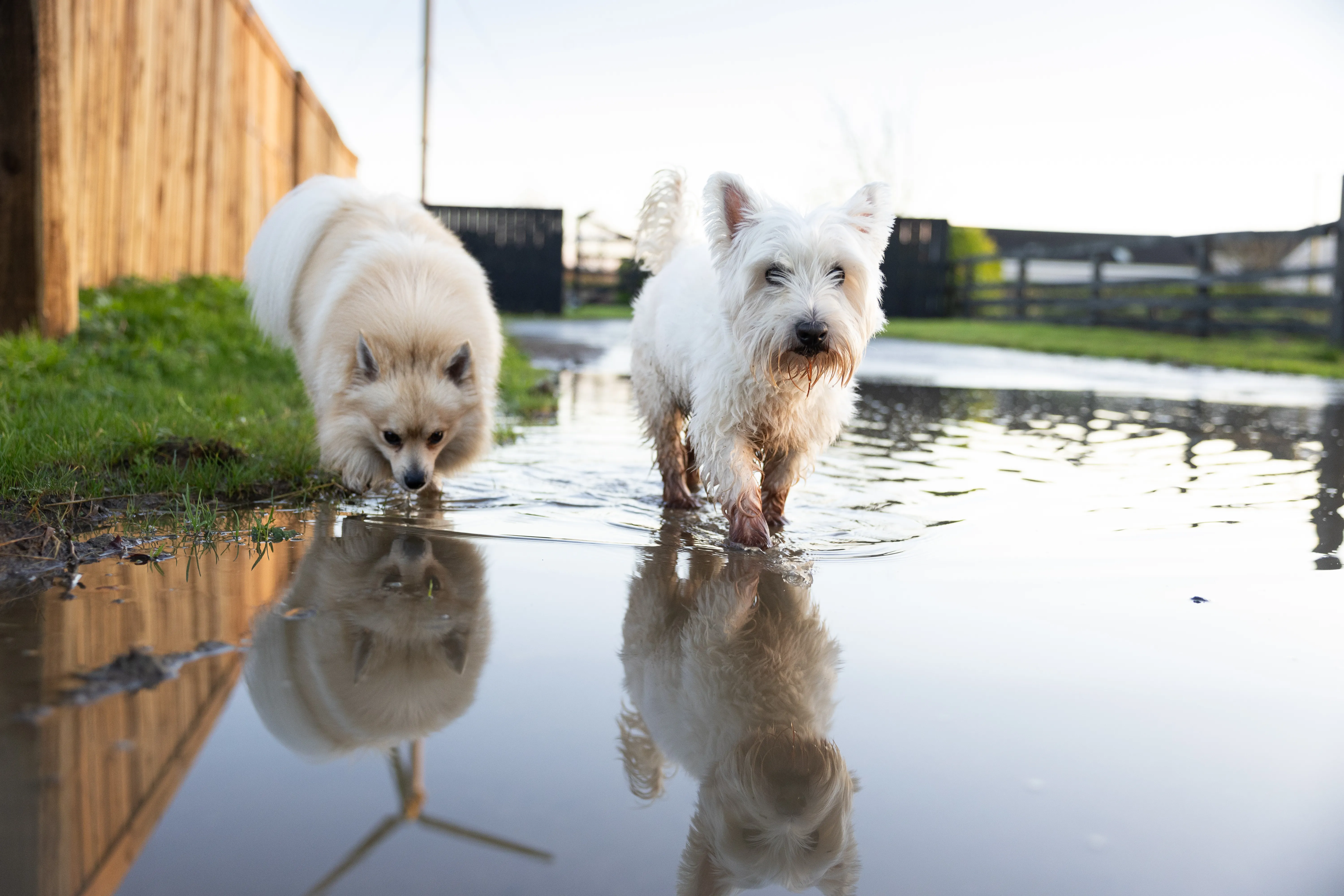 sharon_byrne-photography-reflections