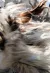  A close-up blur of swirling, multicolored fur in motion during an outdoor festival. 