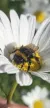 a close up of a flower