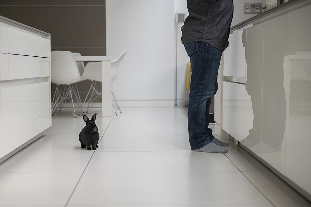 A small black rabbit sits on a kitchen floor beside a person standing at a counter in a bright modern home.