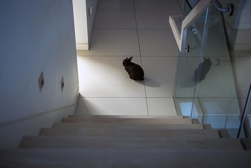  A small black rabbit sits alone on a tiled floor at the bottom of a staircase in soft natural light. 