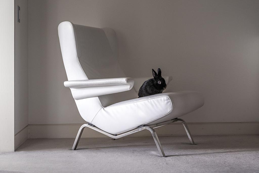 A small black rabbit sits on a modern white armchair in a softly lit room.