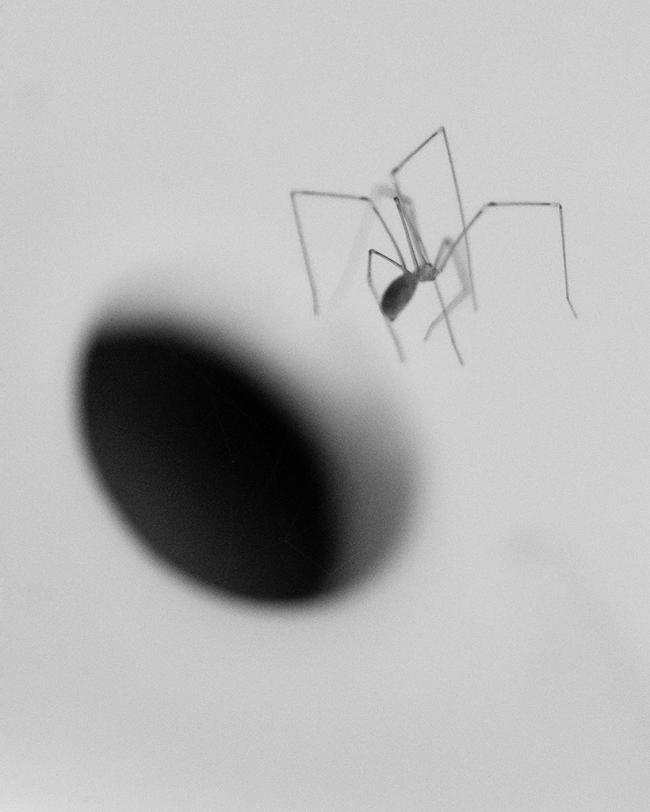 A close-up black-and-white image of a long-legged spider suspended against a soft, blurred background.