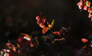 Adele's work